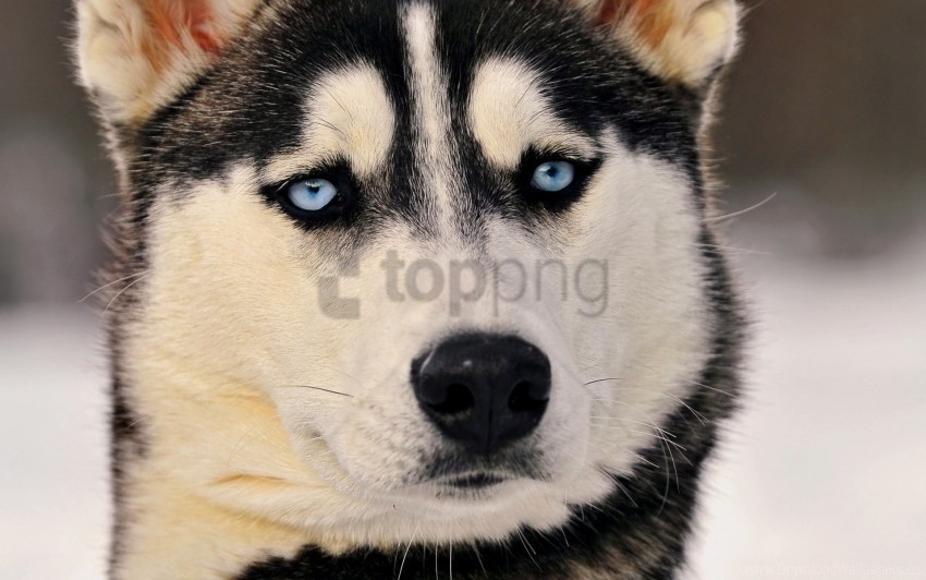 blue eyes dog eyes face husky wallpaper Transparent PNG Illustration with Isolation