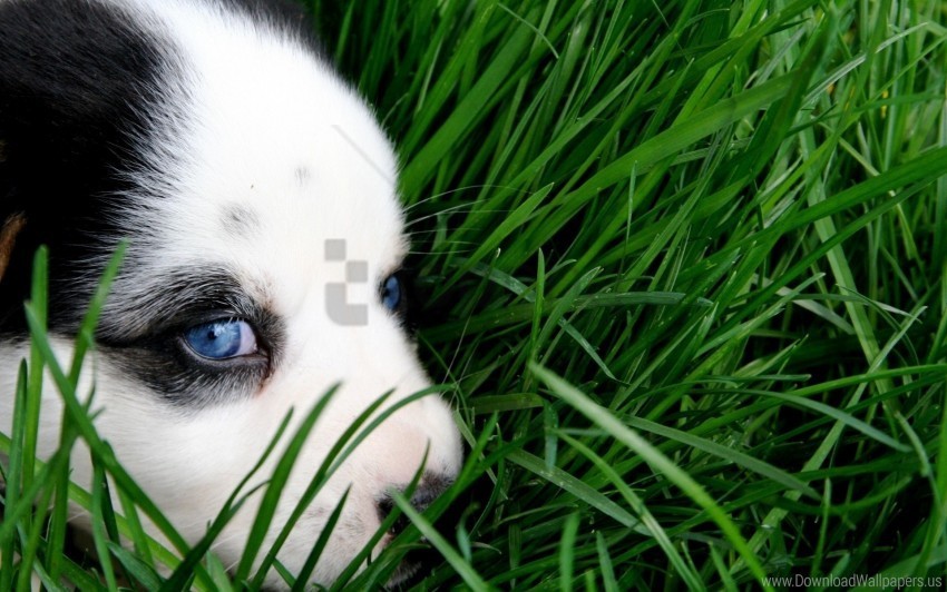 blue eyes dog face grass puppy wallpaper PNG photo without watermark
