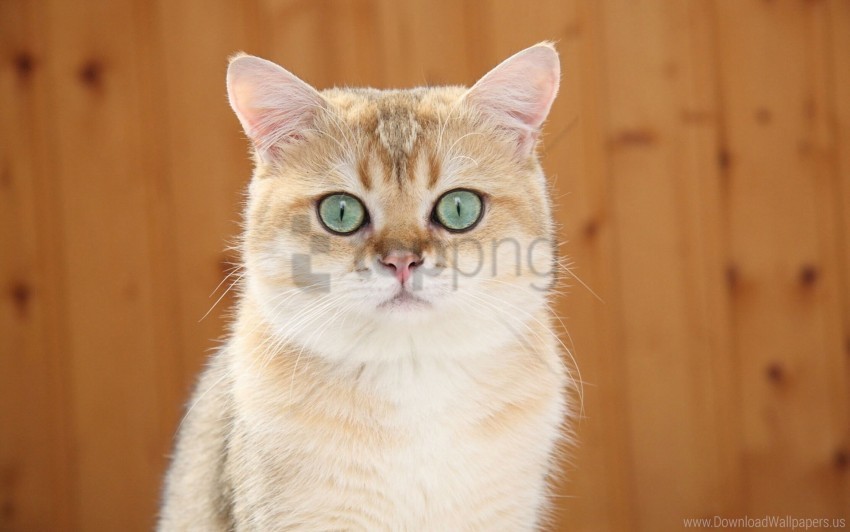 blue eyes ginger cat look wallpaper Clear Background PNG Isolated Graphic