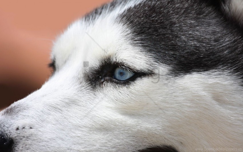 blue eyes husky muzzle wallpaper ClearCut Background PNG Isolation