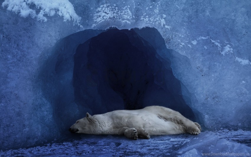 blue ice polar bear wallpaper HighResolution PNG Isolated Artwork