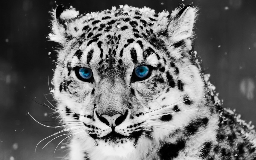 blue leopard snow wallpaper Free PNG images with alpha transparency comprehensive compilation