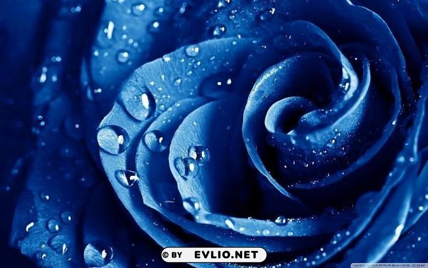 blue rose Isolated Character in Clear Background PNG