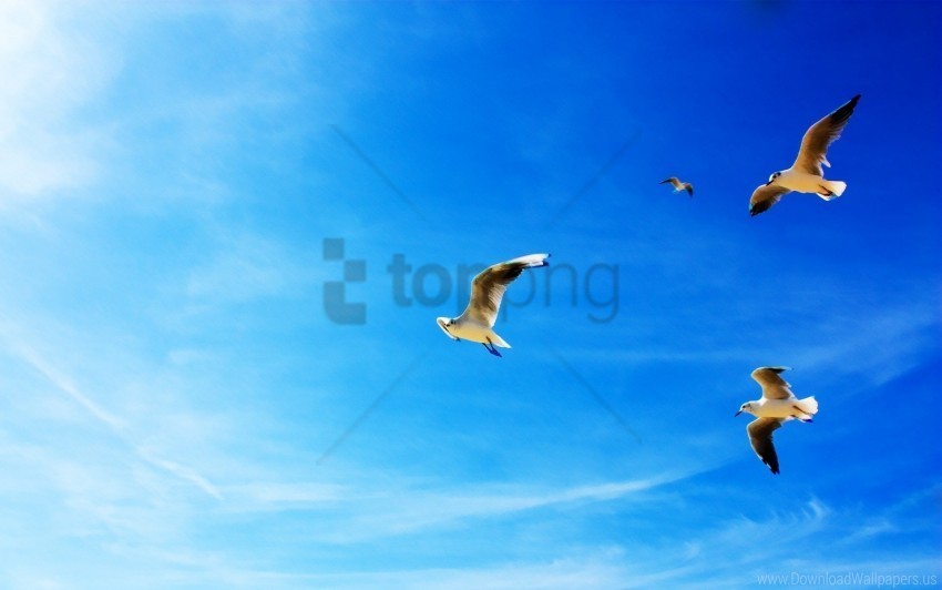 blue sky flying gulls wallpaper Isolated Graphic Element in Transparent PNG
