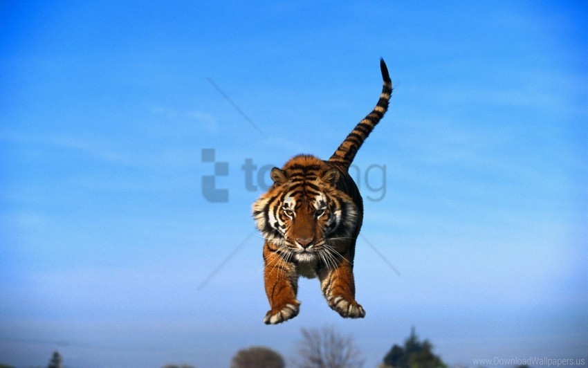 blue sky predator tiger tiger in a jump wallpaper Transparent background PNG artworks