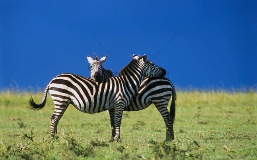 blue sky two zebras wallpaper Isolated PNG Image with Transparent Background