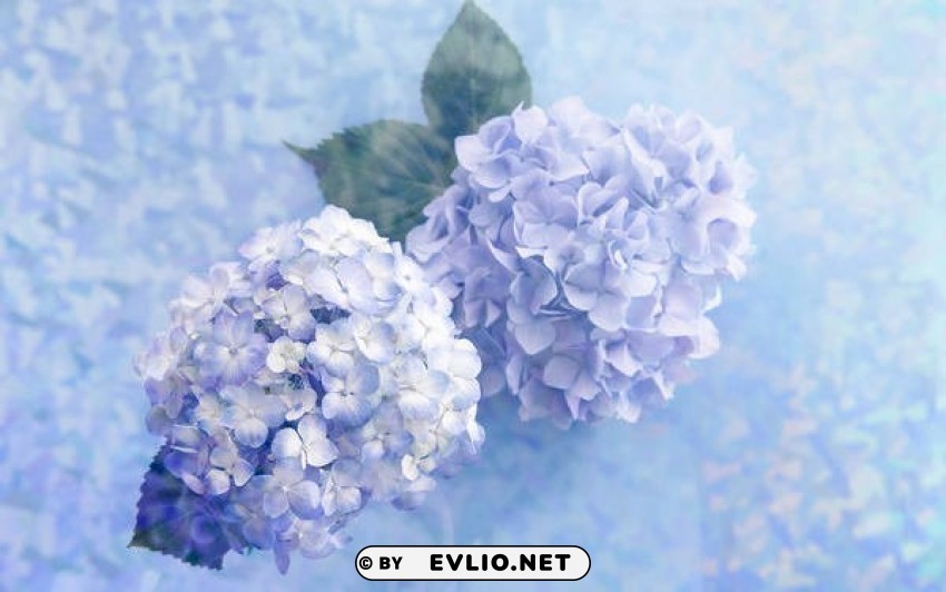 bluewith hydrangeas Free PNG transparent images