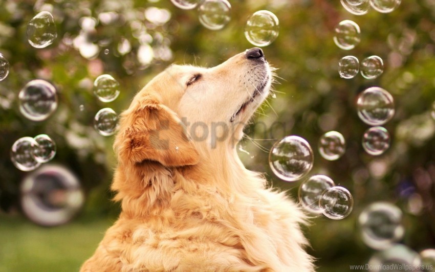 blur bubbles dog muzzle pro wallpaper Transparent pics
