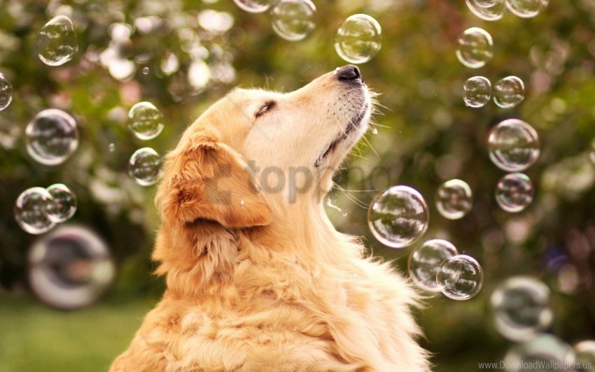 Blur Bubbles Dog Muzzle Pro Wallpaper Transparent Pics