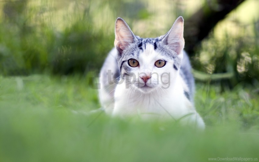 blur cat eyes face grass wallpaper PNG Image Isolated with HighQuality Clarity
