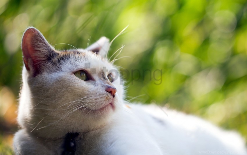 blur cat face sight wallpaper Transparent PNG Isolated Object with Detail