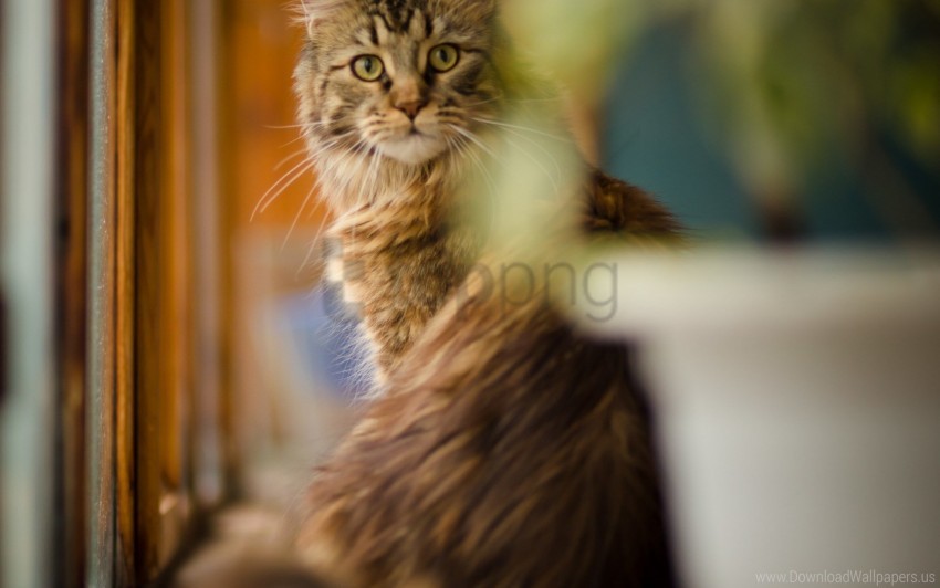 blur cat fluffy maine coon wallpaper PNG Image with Isolated Graphic