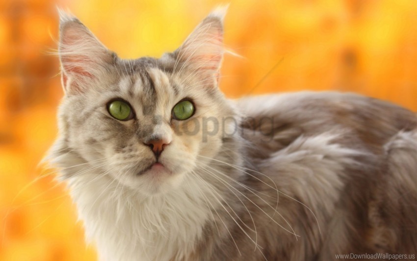 blur cat muzzle yellow wallpaper Transparent image