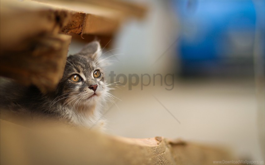 blur cat sitting snout wallpaper Isolated Element on HighQuality PNG