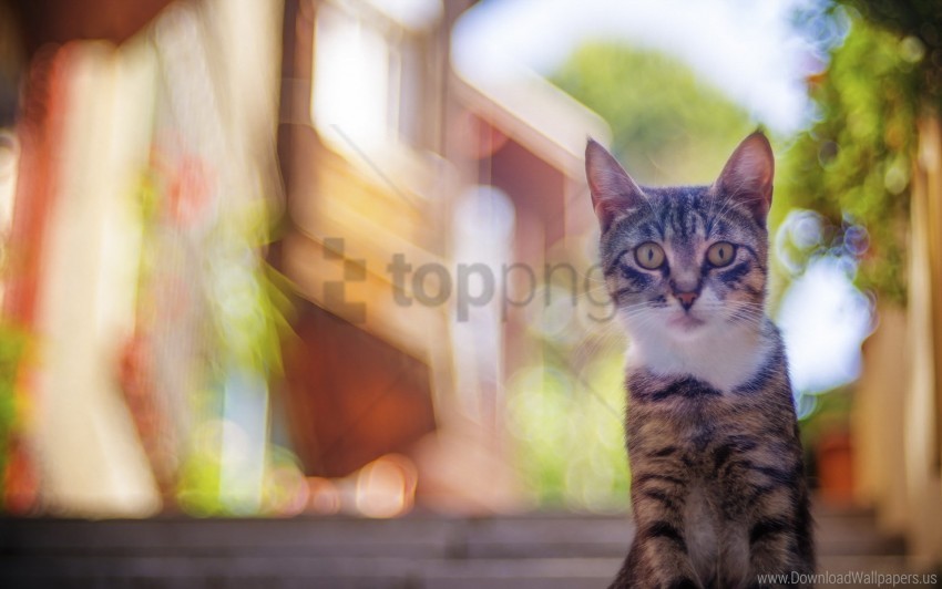 blur cat tabby wallpaper Transparent background PNG gallery