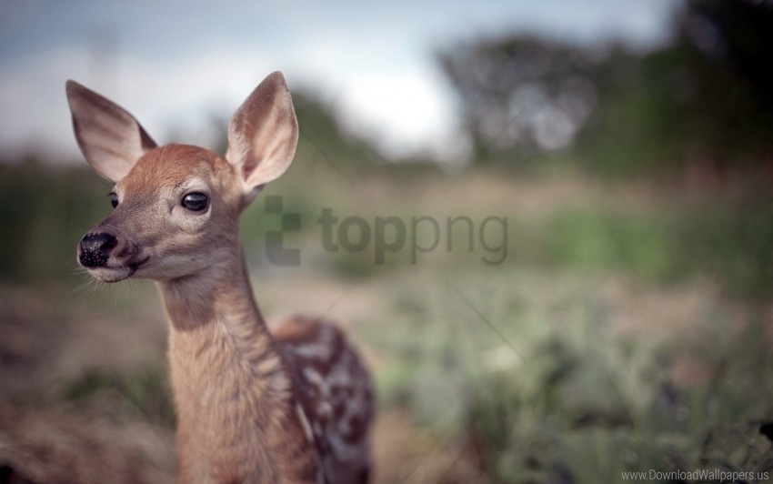 blur deer face grass wallpaper Isolated Design Element in Clear Transparent PNG