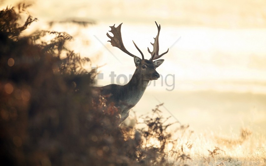 blur deer field grass light wallpaper Isolated Icon in Transparent PNG Format