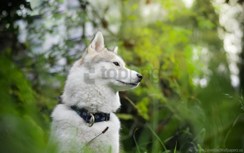 blur dog forest muzzle wallpaper PNG Image with Transparent Isolated Design