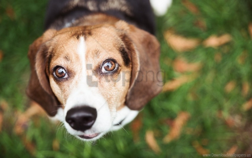 blur dog grass muzzle wallpaper PNG images for banners