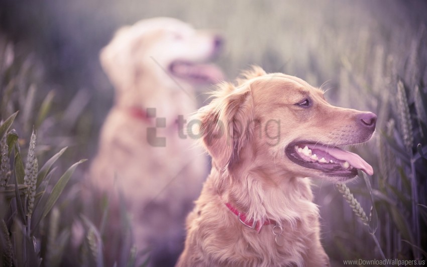 blur dogs face grass protruding tongue wallpaper Clean Background Isolated PNG Illustration