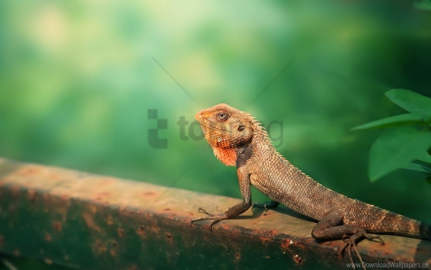 blur garden lizard lizard wallpaper Isolated Character on Transparent PNG