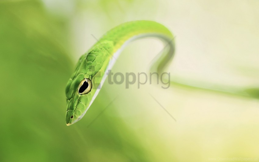 blur green snake wallpaper Clear background PNG images diverse assortment