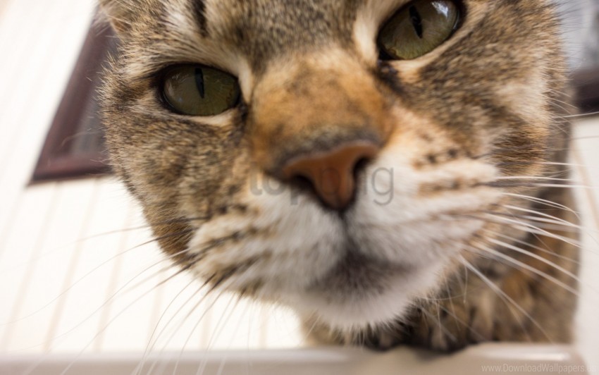 blurred cat close-up muzzle nose wallpaper Clean Background PNG Isolated Art