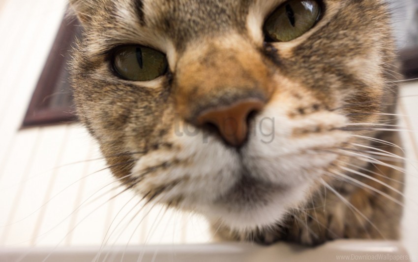 Blurred Cat Close-up Muzzle Nose Wallpaper Clean Background PNG Isolated Art