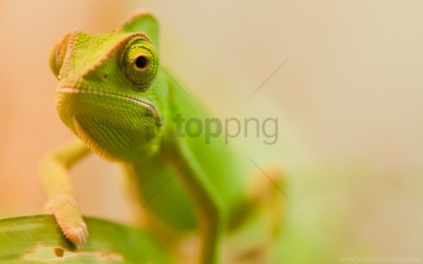 blurred color face lizard wallpaper Transparent PNG images complete library