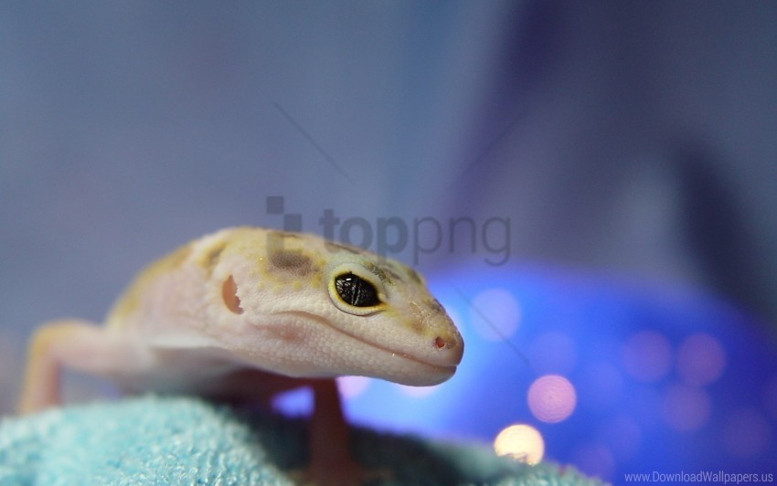 blurred eye face lizard reptile wallpaper PNG transparent elements package