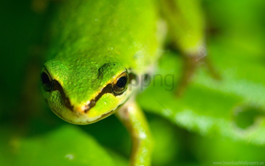 blurred eyes face frog wallpaper Transparent PNG graphics assortment