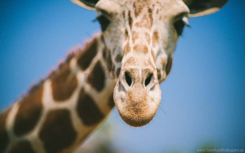 blurred eyes face giraffe nose wallpaper PNG images with no fees