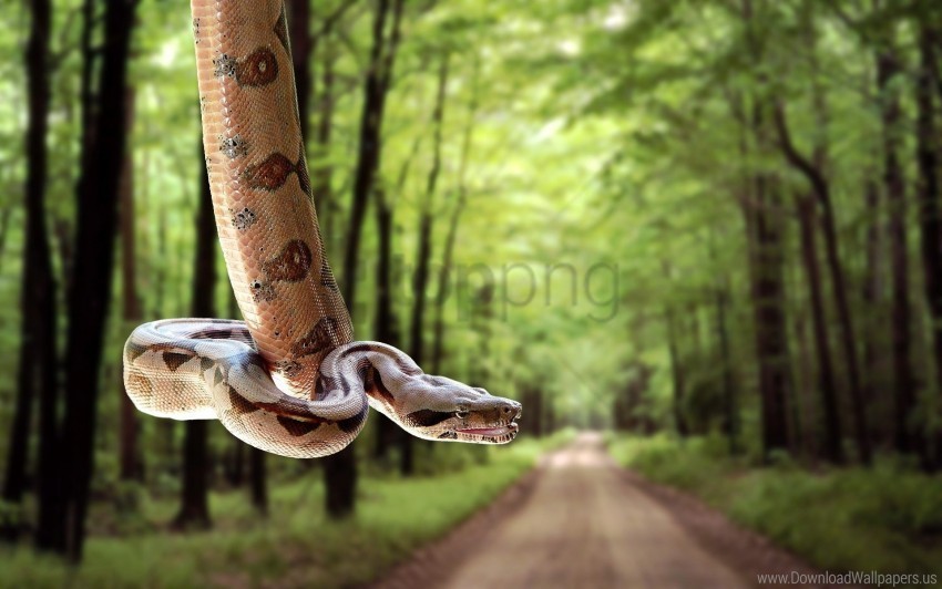 blurred grass road snake trees wallpaper PNG with isolated background