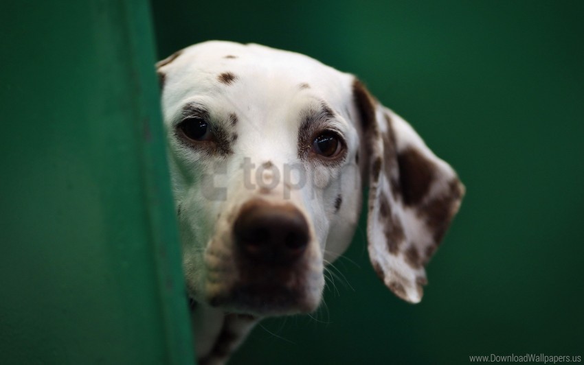 blurring dalmatian dog face wallpaper PNG Image Isolated on Transparent Backdrop