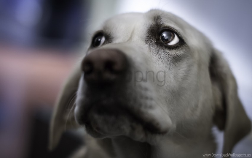 blurring dog eyes face gray wallpaper Background-less PNGs