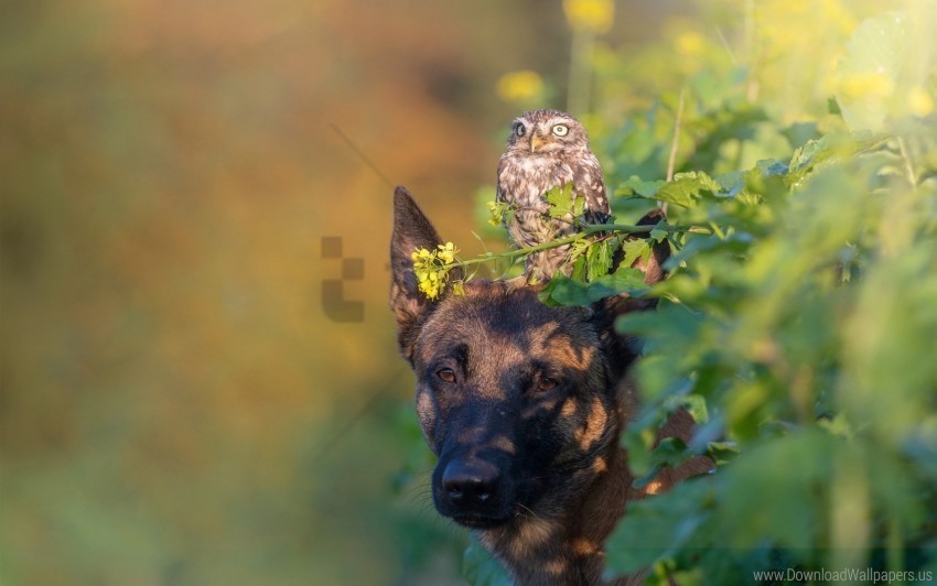 blurring dog face owl wallpaper Clear Background PNG Isolation
