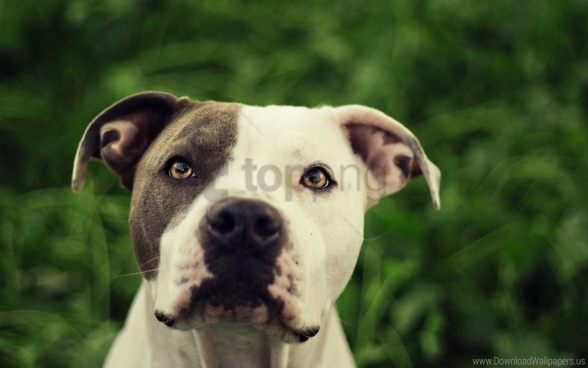 blurring dog face pit bull wallpaper Isolated Character on HighResolution PNG