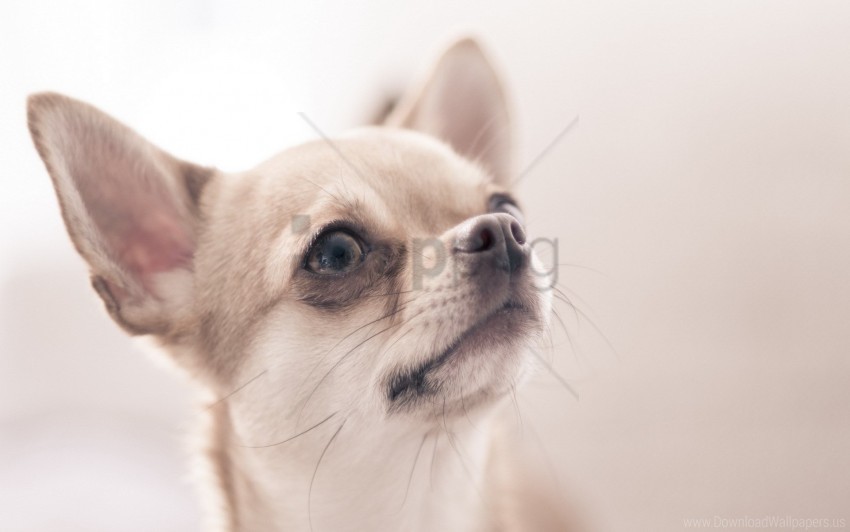 blurring dogs small eyes wallpaper PNG images with alpha transparency wide selection