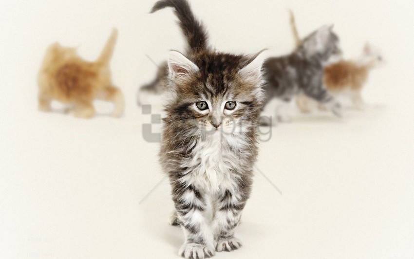 blurring face fluffy kitty photo shoot wallpaper Transparent Background PNG Isolated Character