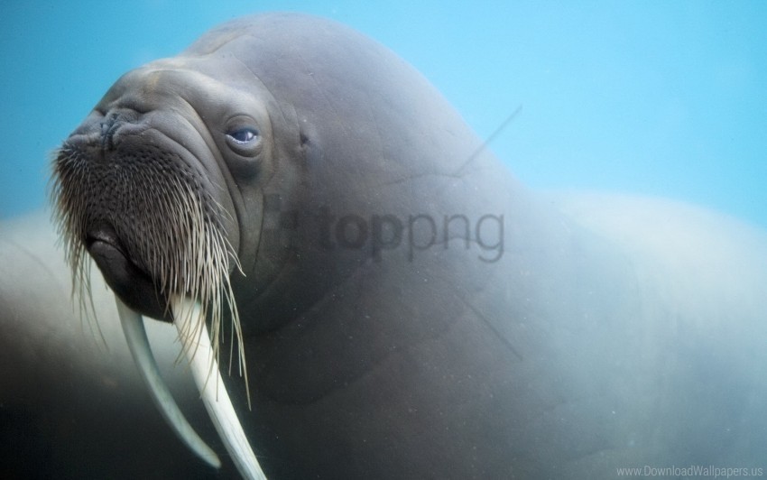 blurring face tusks walrus wallpaper High-resolution transparent PNG images variety