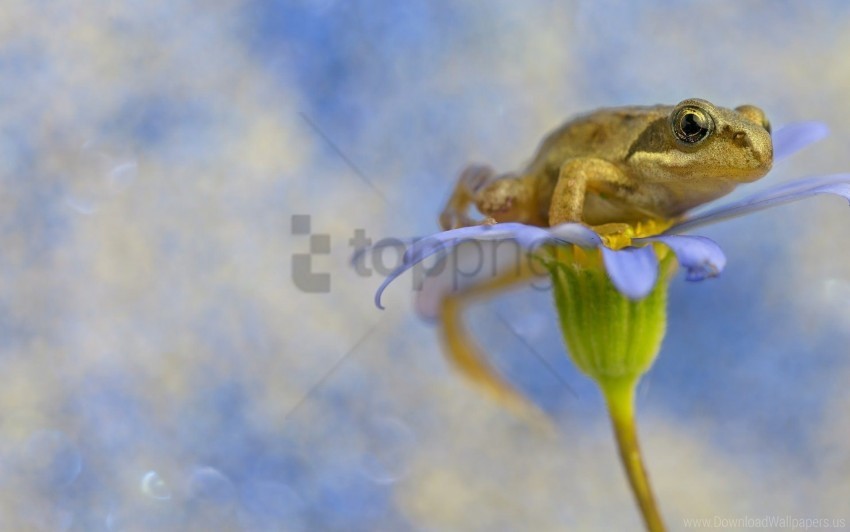blurring flower frog macro petals wallpaper PNG Graphic Isolated with Clarity