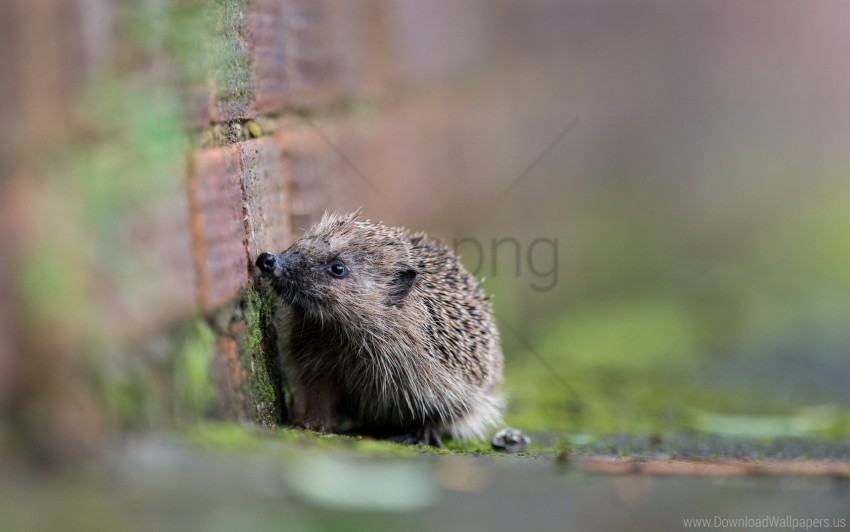 blurring hedgehog spines wallpaper Clear PNG pictures package