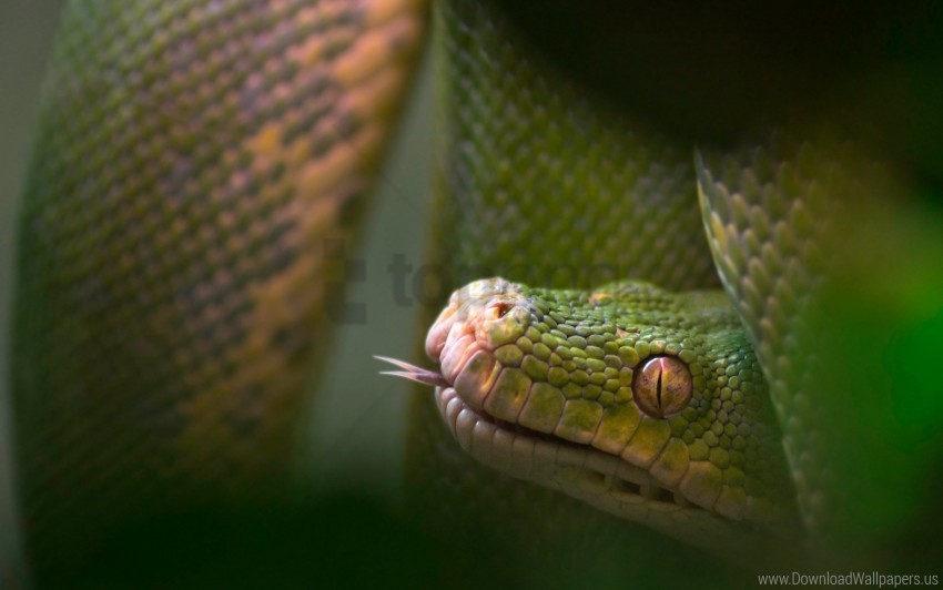 blurring reptile snake tongue wallpaper Transparent PNG pictures archive