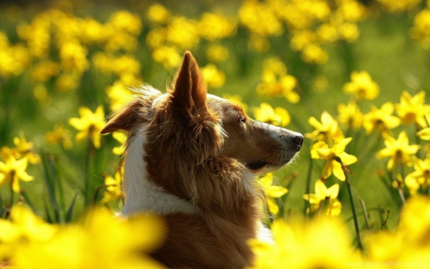 blurry dogs ears face flowers pro wallpaper PNG for presentations