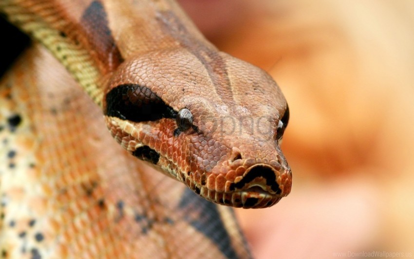boa eyes snake venomous wallpaper PNG images with high transparency