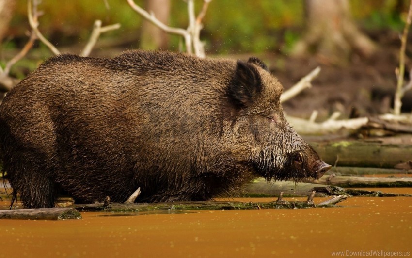 boar dirt large wallpaper HighResolution Transparent PNG Isolated Item
