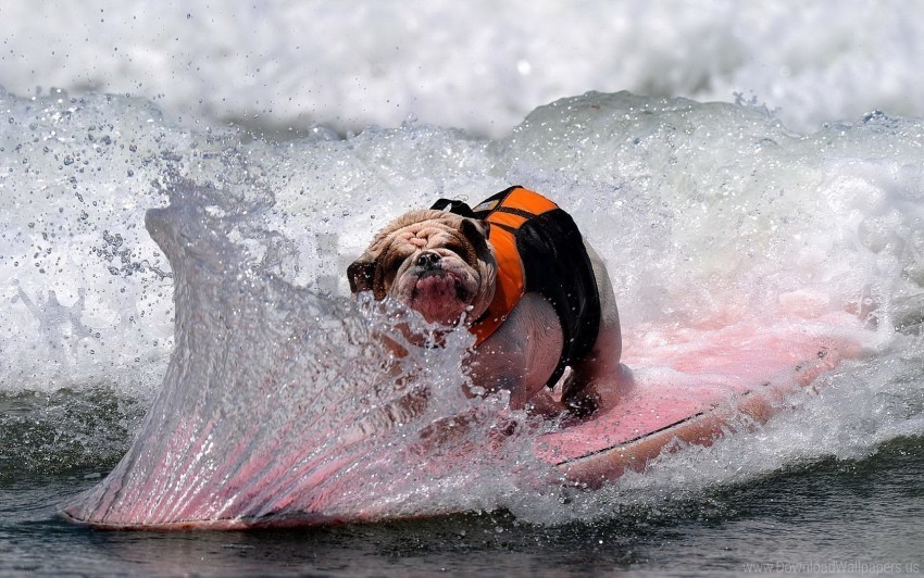 Board Bulldog Dog Spray Wave Wallpaper PNG For Online Use