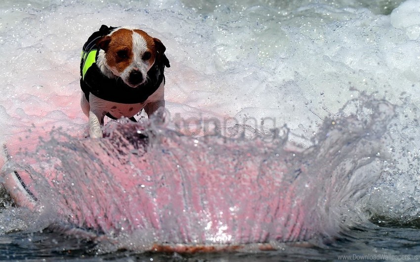 board dogs spray wave wallpaper Isolated Artwork with Clear Background in PNG