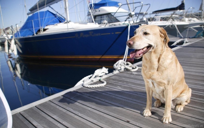 boat dock dog waiting wallpaper PNG download free