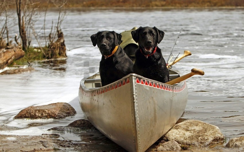 boats couple dog river rocks wallpaper Transparent PNG images database